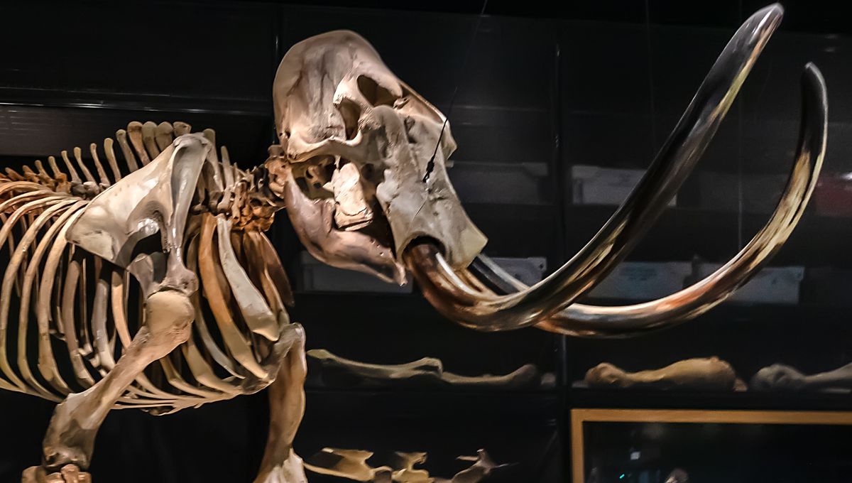 Sedapnya Daging Mammoth: Menikmati Steak Sirloin Seperti Kaum Modern
