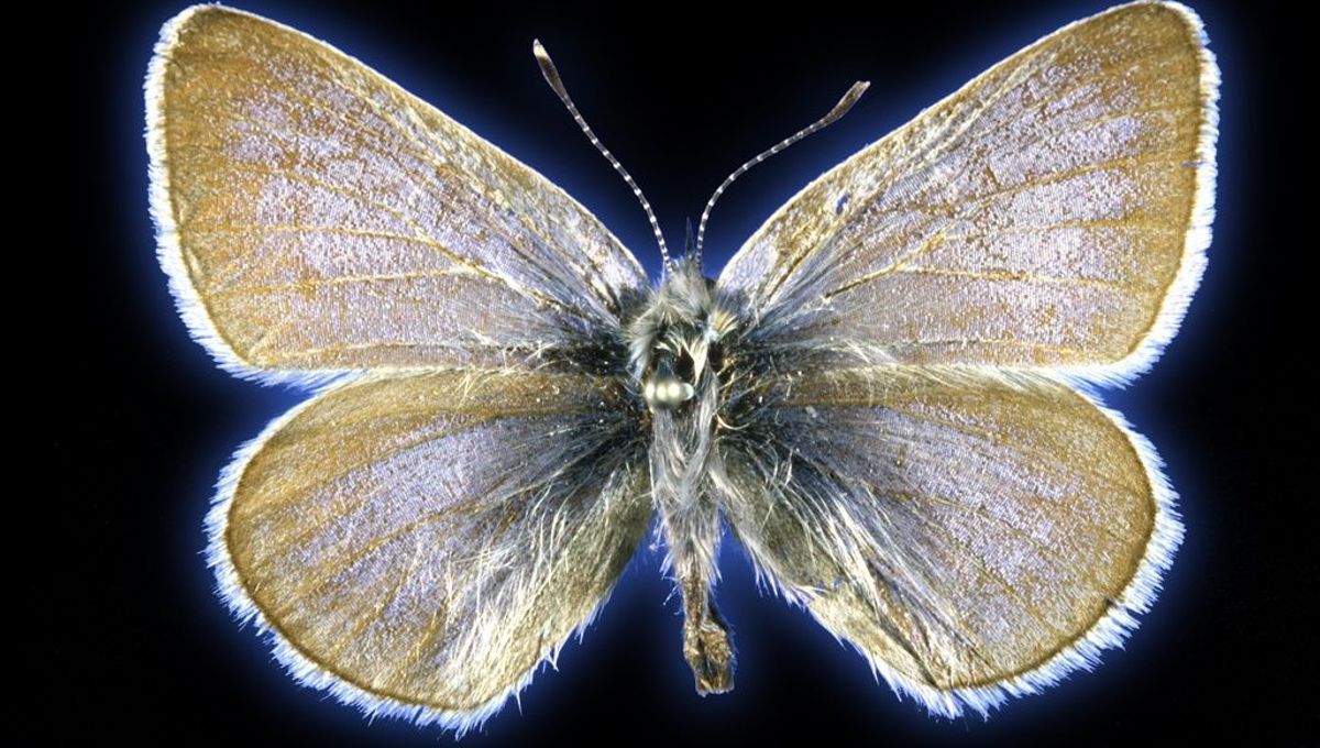 Xerces Blue Butterfly: America’s First Human-Caused Insect Extinction