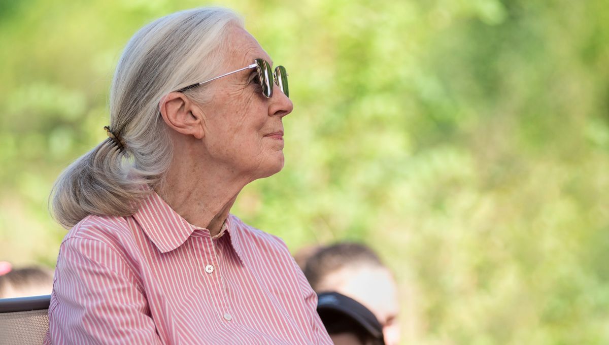 Jane Goodall, Penemu Pertama Penggunaan Alat pada Simpanse, Meninggal di Usia 91