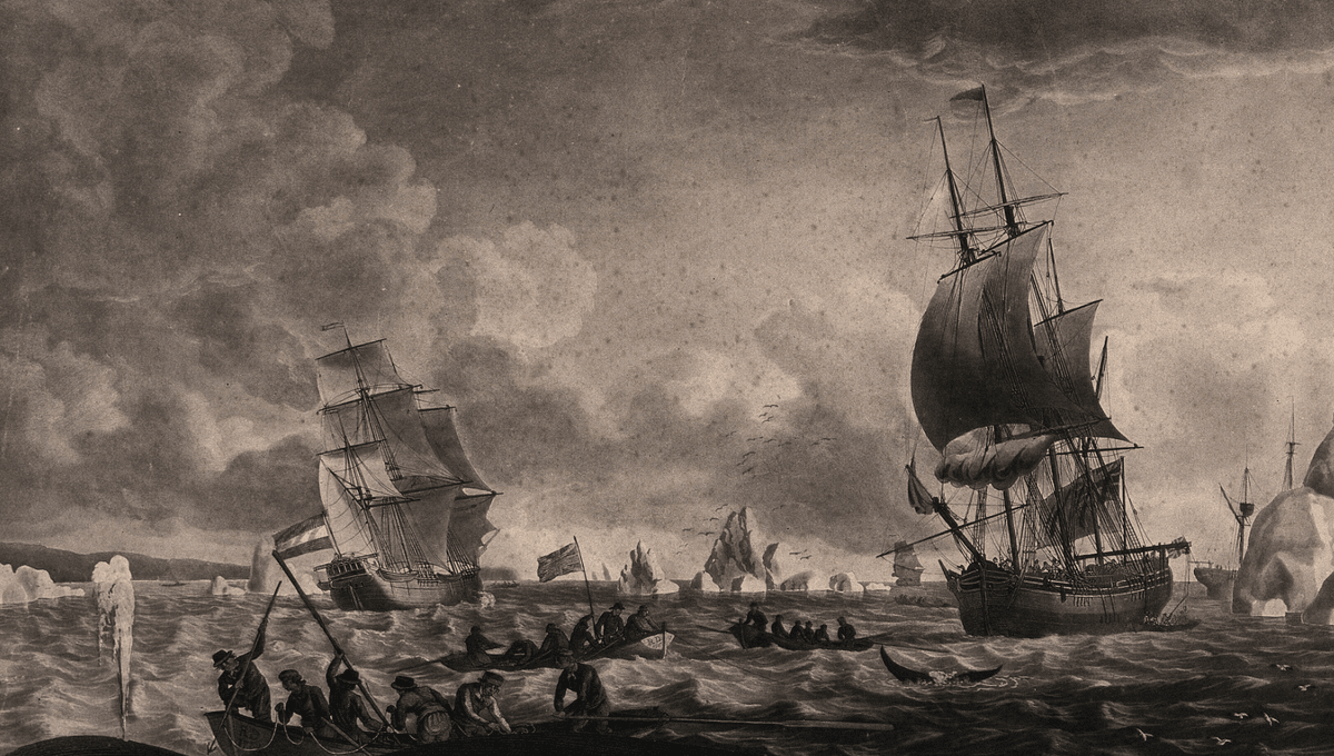 Harpoon Berusia 100 Tahun Ditemukan di Mamalia Tertua Dunia