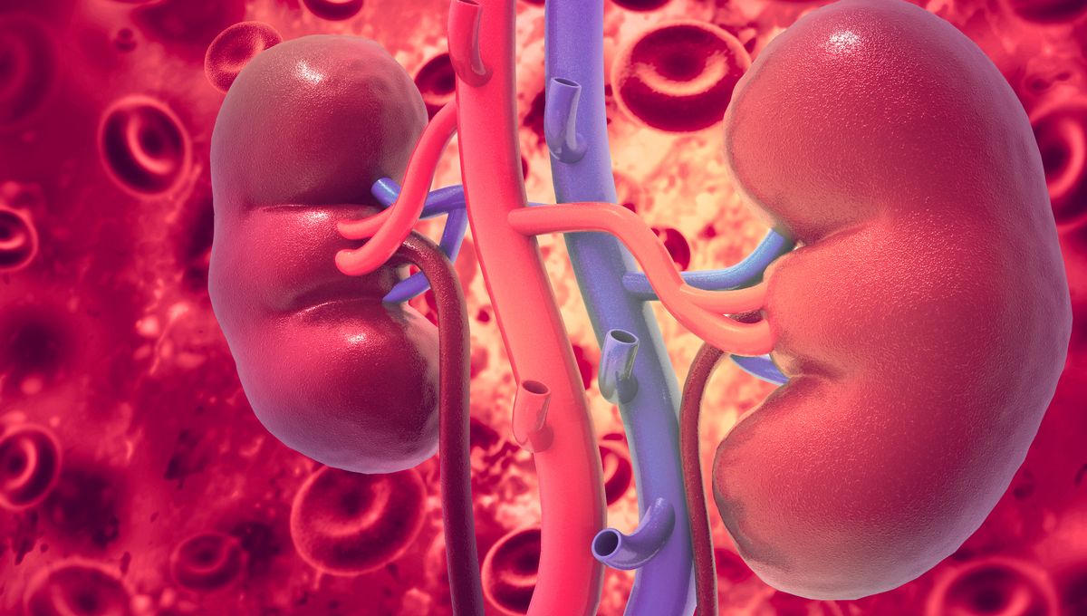 Perubahan Golongan Darah Ginjal Dari A Ke O Sebelum Transplantasi