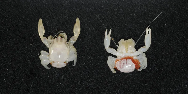 A tiny white pearly porcelin crab on a black background. The image shows two photos on take from the top of the crab and one of the crabs underside.