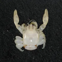 A tiny white pearly porcelin crab on a black background. The image shows two photos on take from the top of the crab and one of the crabs underside.
