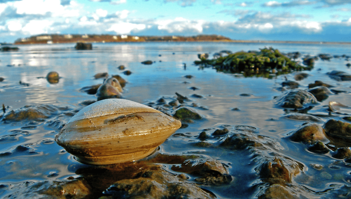 Clams That Live For 500 Years Just Tipped Off Scientists That Atlantic Ocean Currents May Be Approaching A “Tipping Point”