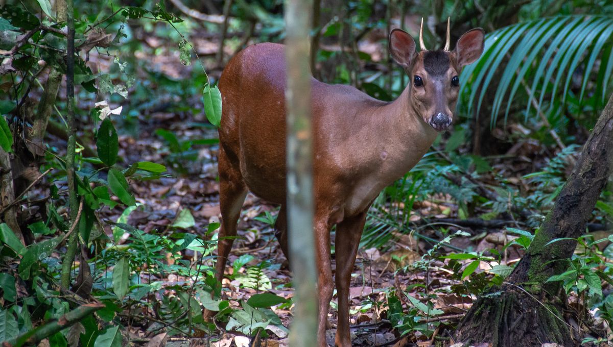 Rusa Merah Dapat Menguasai Perintah Manusia Seperti “Datang” dan “Perut”