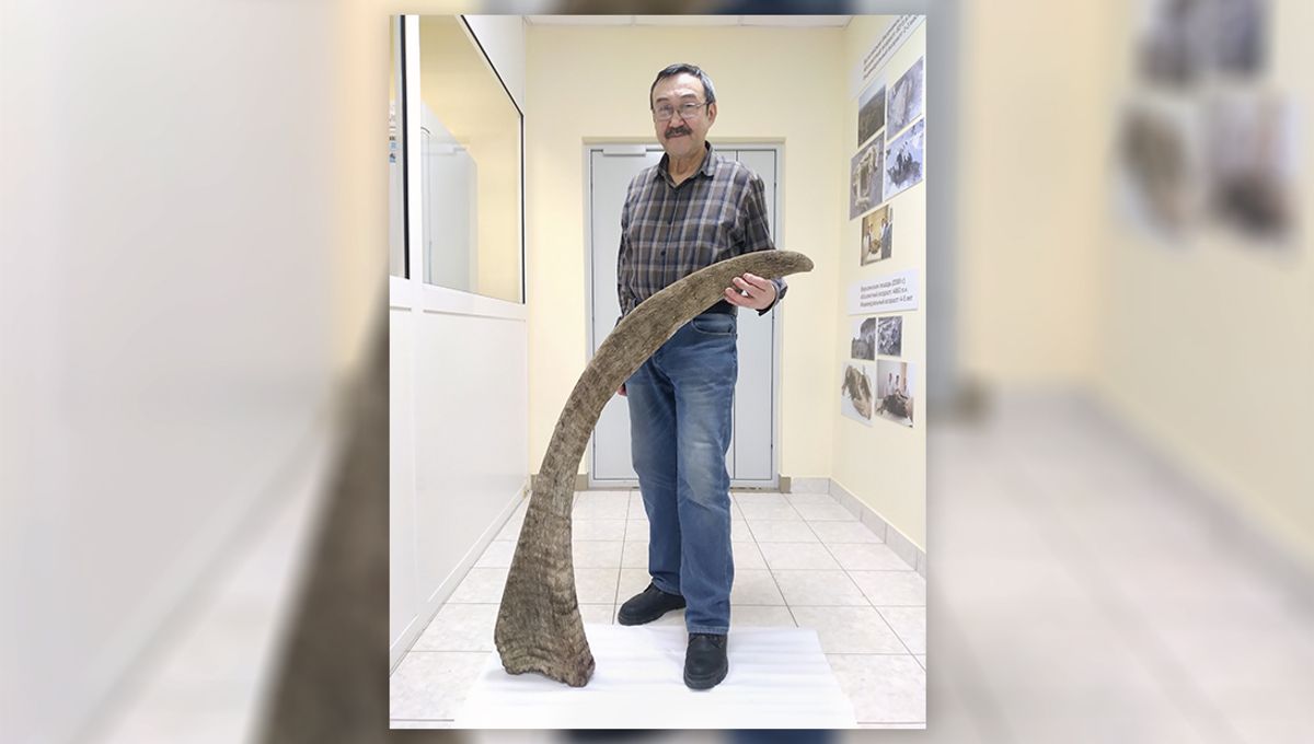 Panjang 1,6 Meter: Tanduk Badak Berbulu Terpanjang Ditemukan di Siberia Panjang 1,6 Meter: Tanduk Badak Berbulu Terpanjang Ditemukan di Siberia