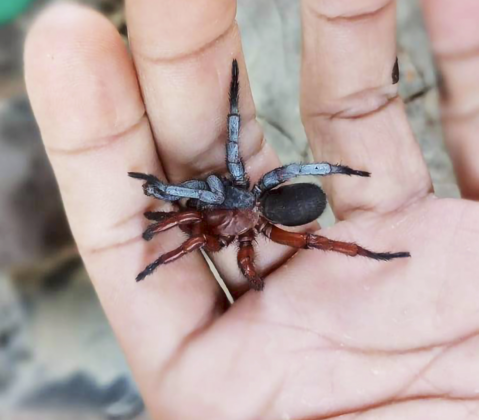 Jumping Spiders: Do They Bite? Are They Poisonous?, image size:965x846
