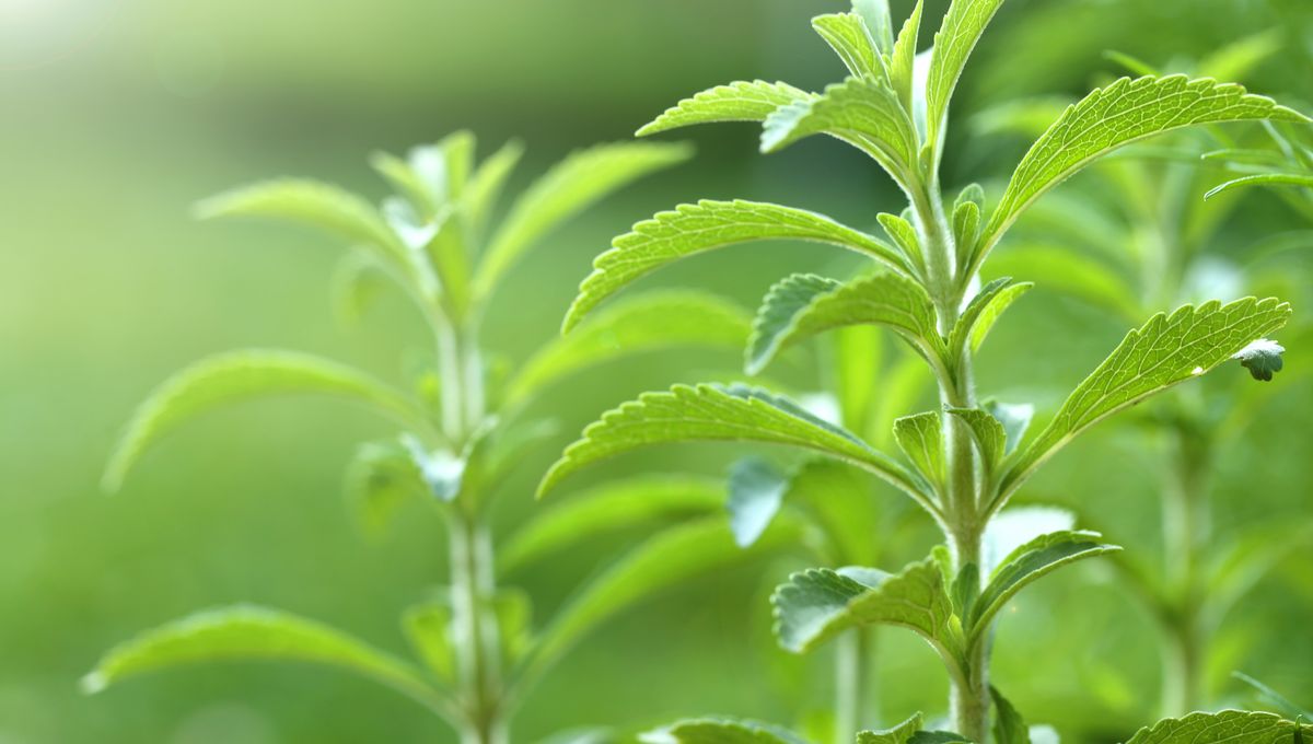 Stevia, Pemanis Alami yang Dapat Membantu Mencegah Kebotakan