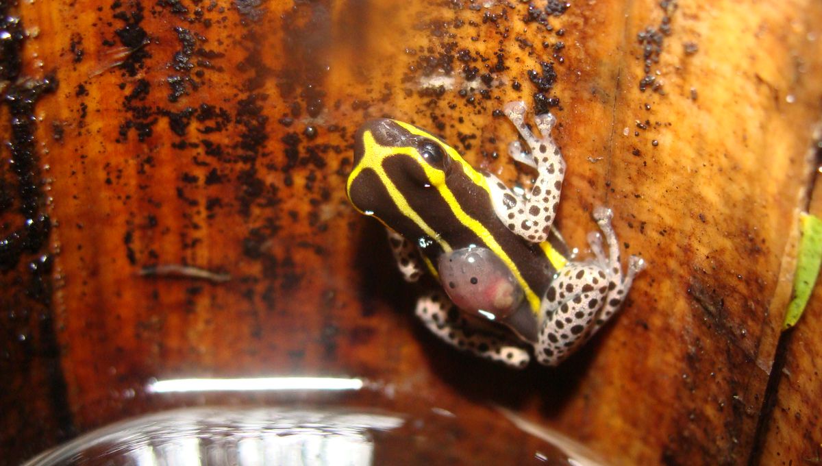 Spesies Baru Katak Beracun Jazzy Ini Hanya 15mm, Terkecil di Peru