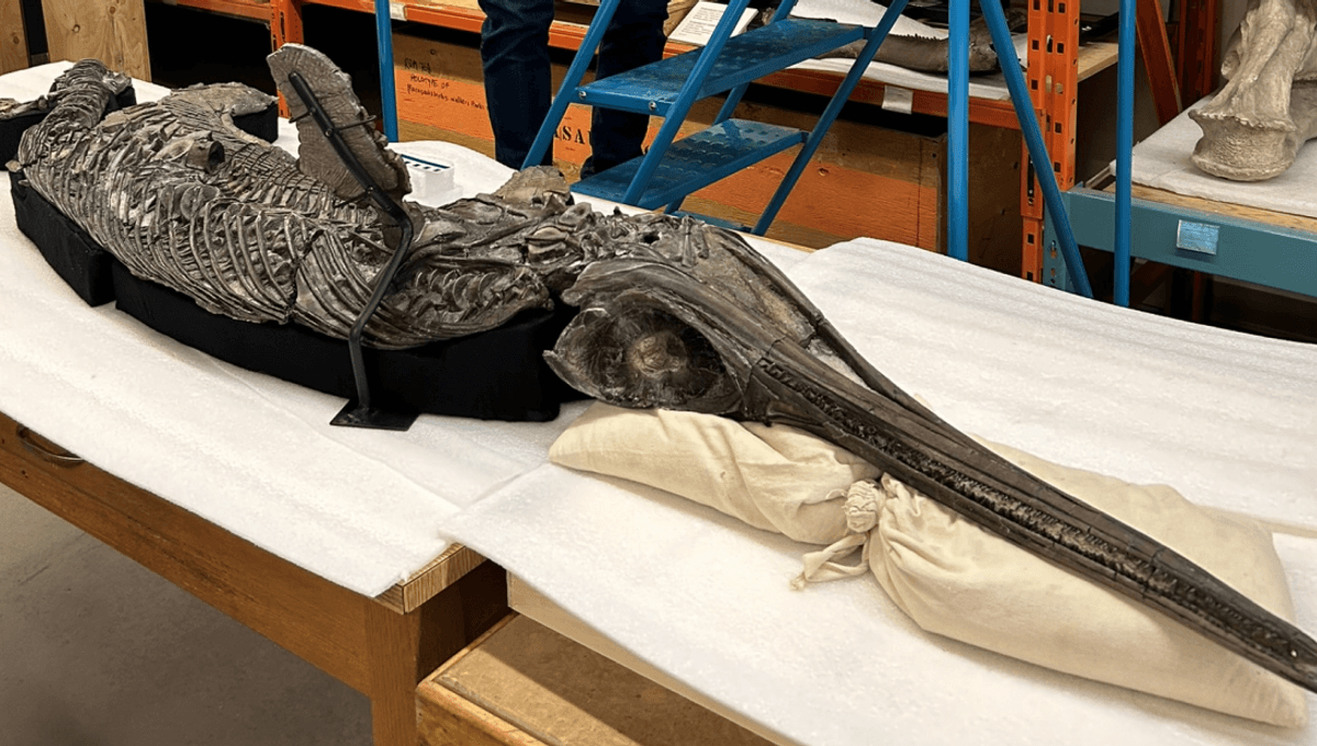 190-Million-Year-Old Sea Monster Named The “Dragon Sword Of Dorset” Bridges A Pivotal Gap In The Jurassic Timeline