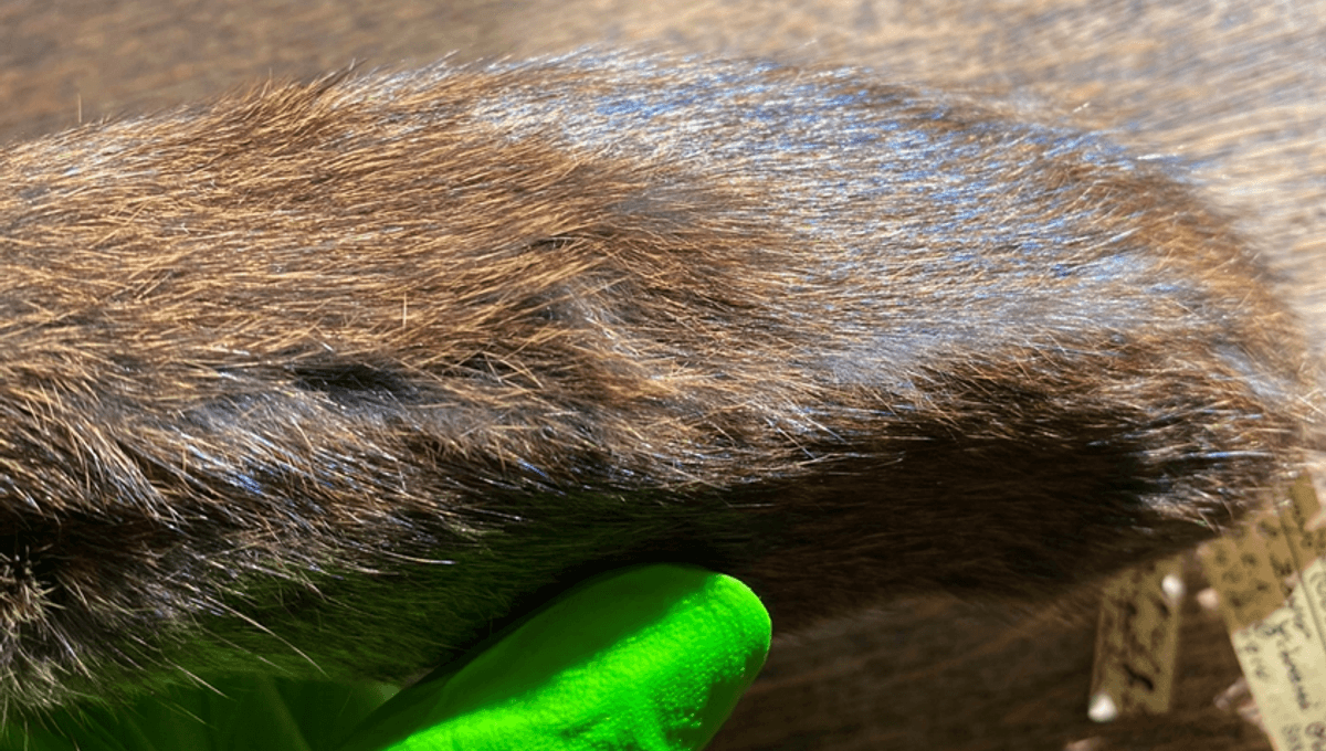 Mole Emas Bergabung Dengan Spesies Berkilau Lain, Ditemukan Di 12 Mamalia