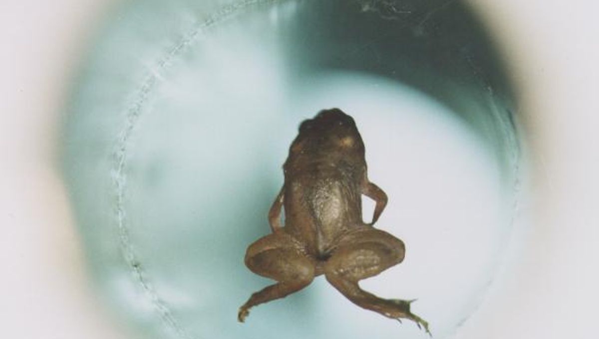 When Science Made A Frog “Fly”, And Everyone Freaked Out
