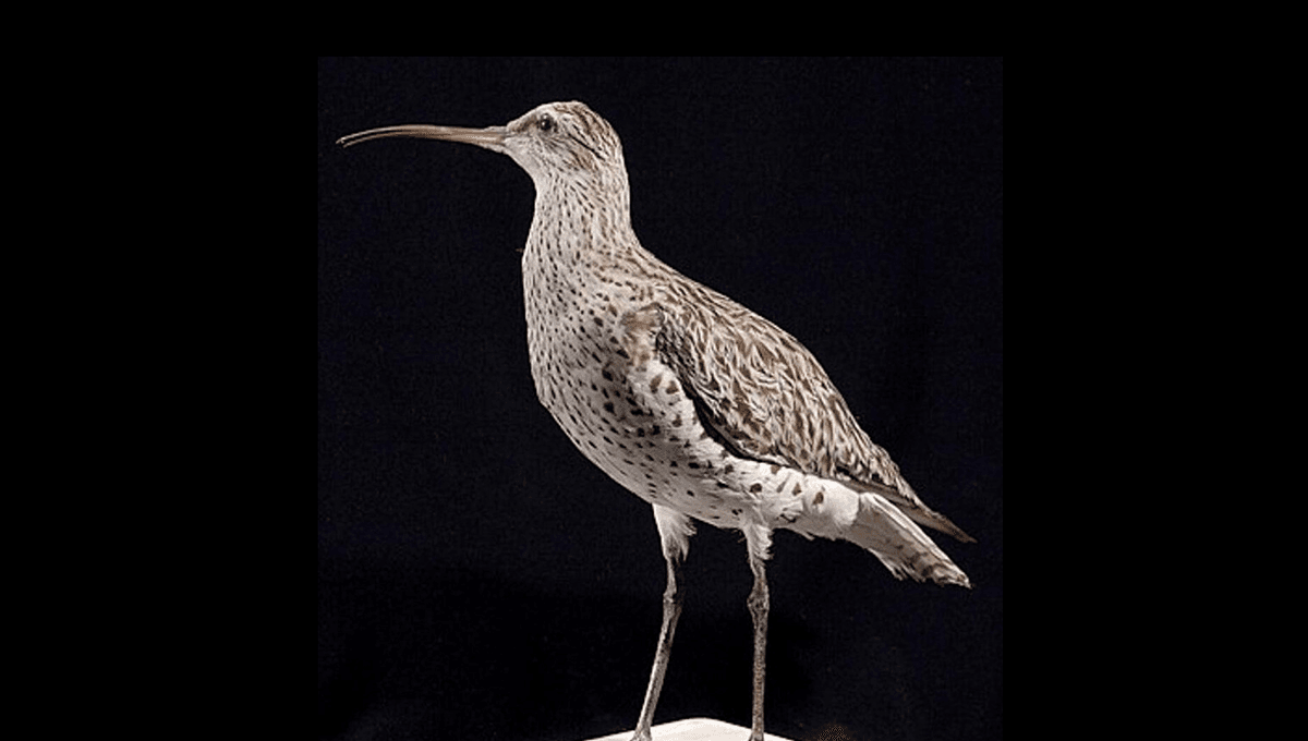 Curlew Berparuh Ramping dan Musang Pulau Natal Dinyatakan Punah