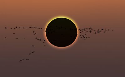eclipse with a large flock of birds flying right in front of it
