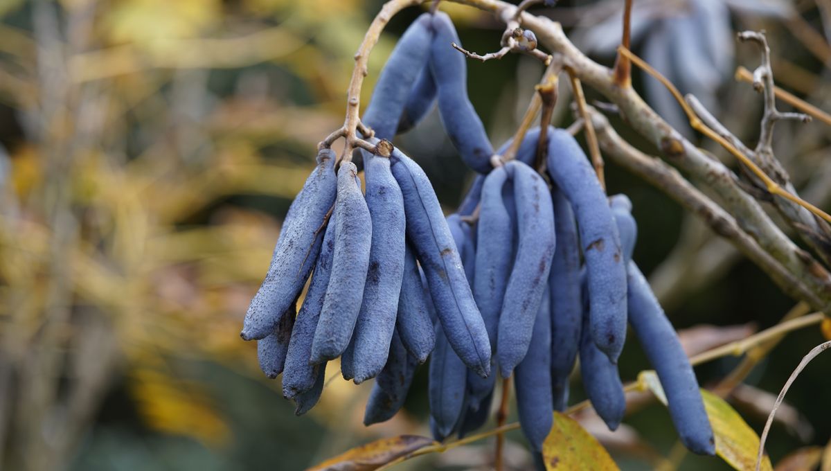 Jari Mati atau Buah Sosis Biru – Buah Ini Sangat Unik! Jari Mati atau Buah Sosis Biru – Buah Ini Sangat Unik!