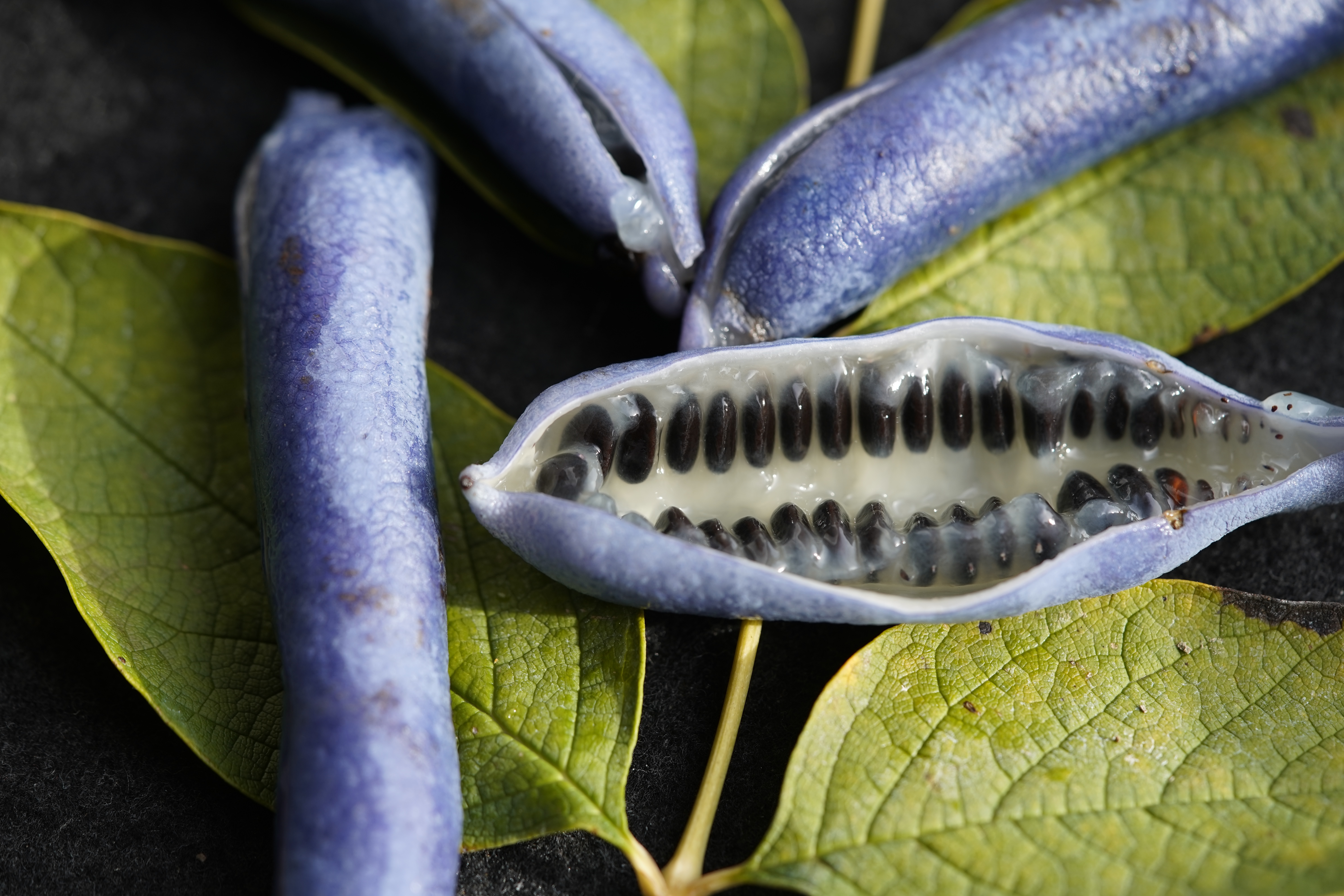 Fruit of Decaisnea fargesii, cut open