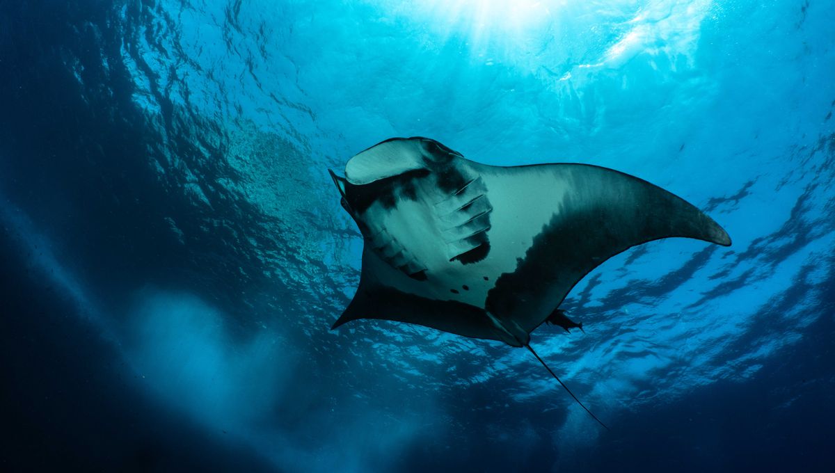 Manta Rays Menyelam Lebih Dalam dari Perkiraan, Hingga 1.000 Meter