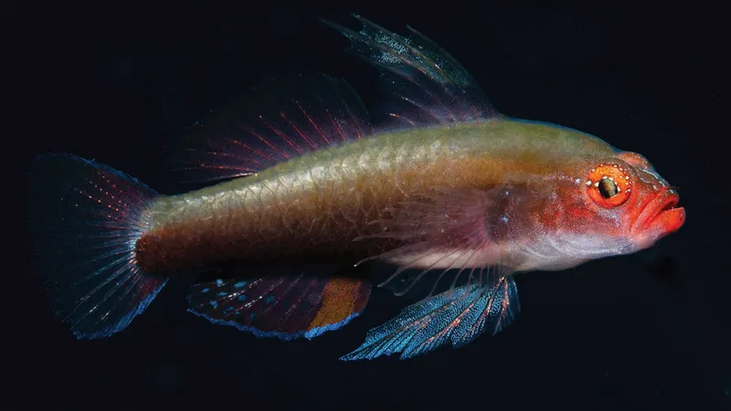 A very striking orange fish with electric blue edges to its fins and white spots over the eyes. The face has a slightly gormless expression.