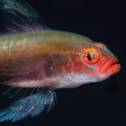 A very striking orange fish with electric blue edges to its fins and white spots over the eyes. The face has a slightly gormless expression.
