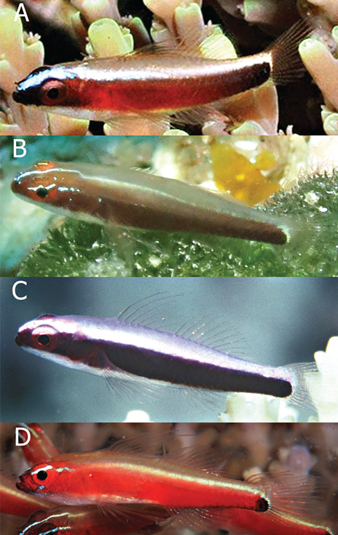 Four photos of dwarfgobies labelled A-D showing brightly colored little fish