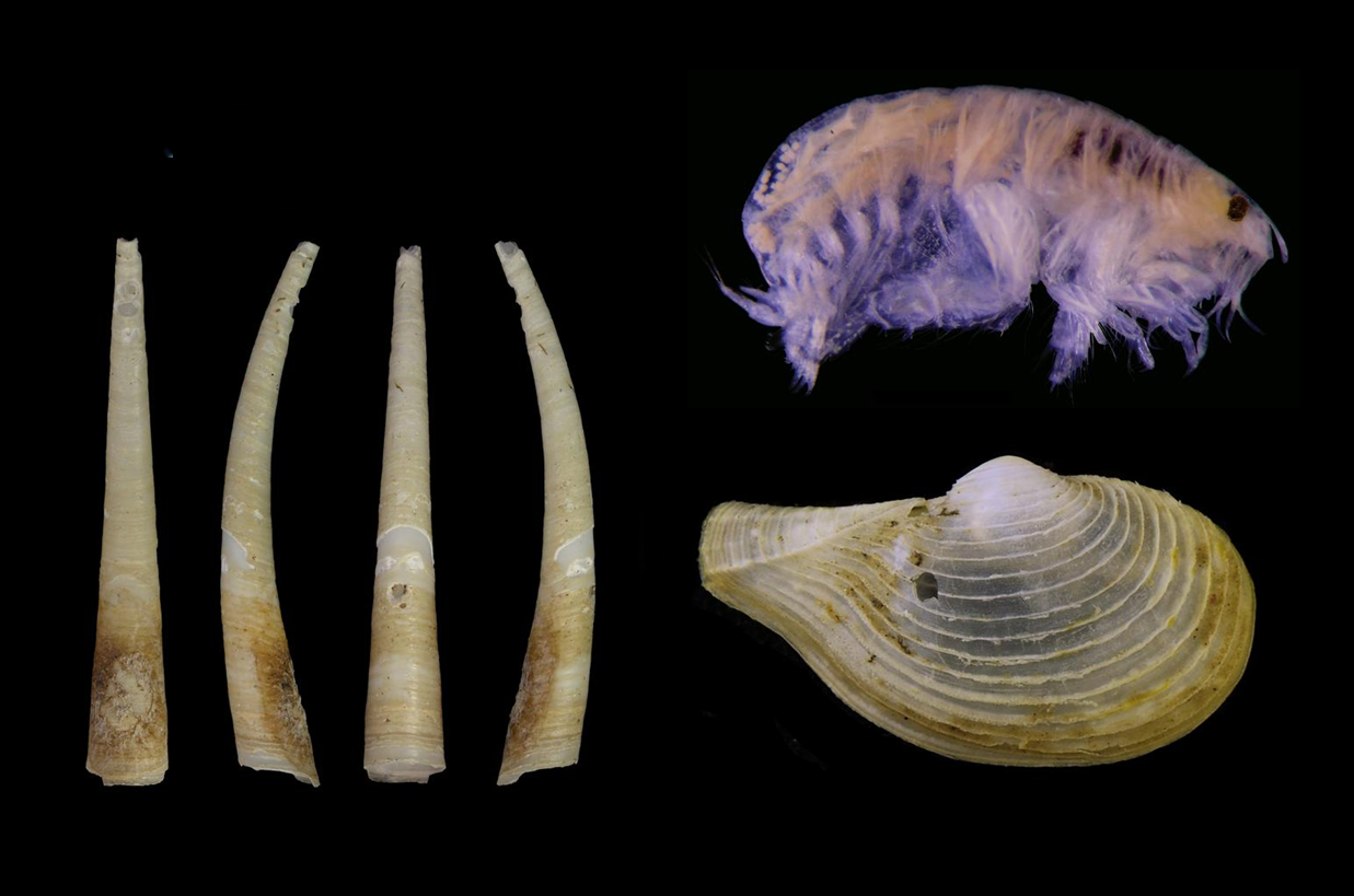Laevidentalium wiesei (left), Metharpinia hirsuta (top right), and Myonera aleutiana (bottom right)