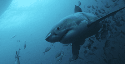 A great white shark swimming the blue sea surrounded by fish