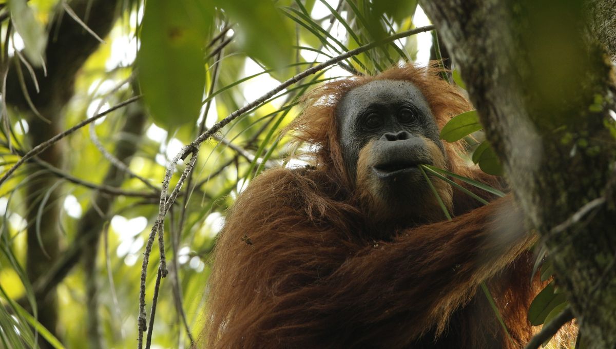 Orangutan Tapanuli, Kera Besar Terlangka di Dunia, Tinggal 