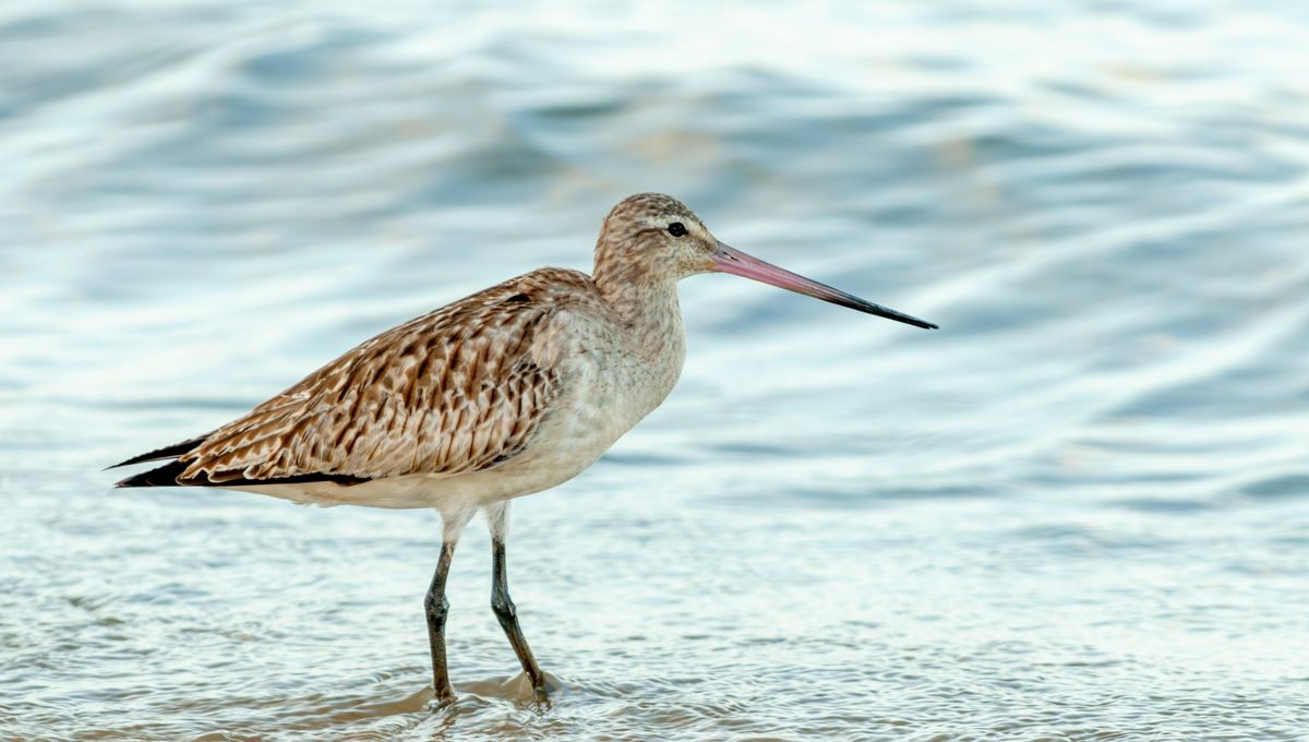 Godwit Bar-Tailed “Mengkonsumsi” Organ Sendiri Untuk Migrasi 11.000 Km