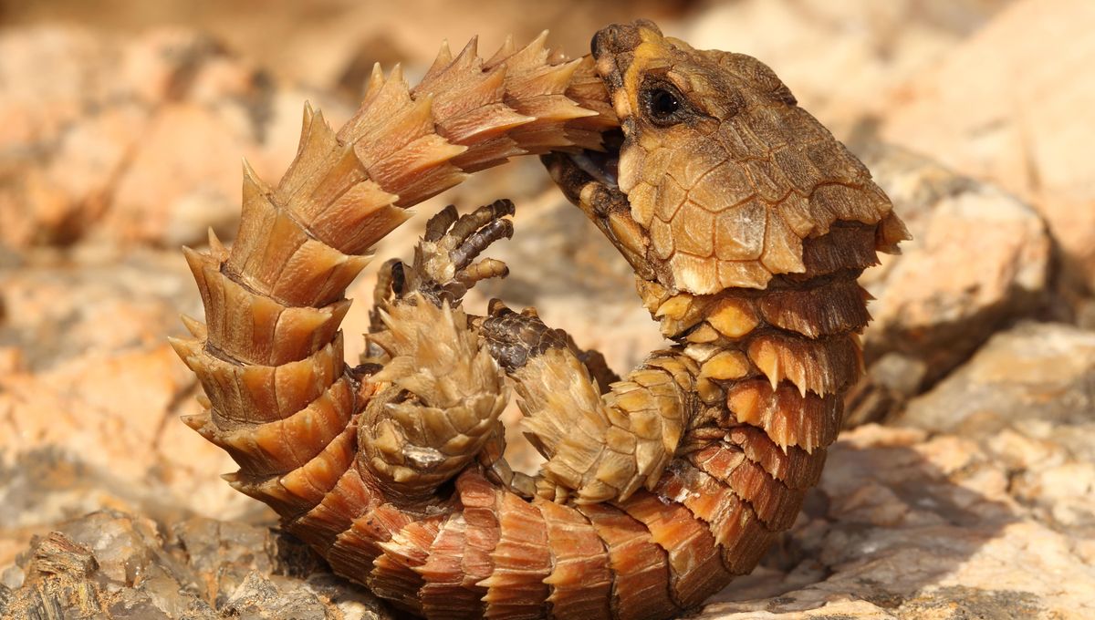Penyu Girdled Armadillo Mengubah Diri Jadi Ouroboros Untuk Melindungi Perutnya