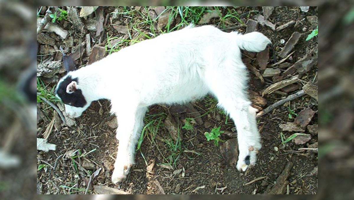 Mengapa Domba Kambing Pingsan? | IFLScience