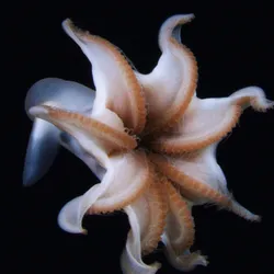 A white transluscent octopus with its arms semi outstretched showing the web between them and the orangey suckers on the inside. 