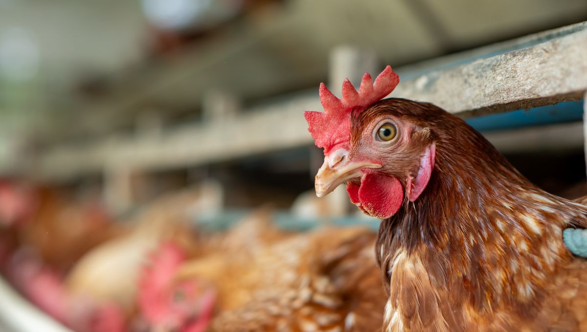 H5N1 dan H9N2: Update Terbaru tentang Influenza Burung