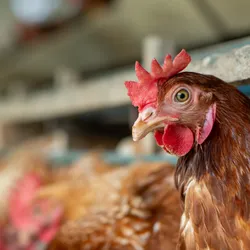 close up of hen with a group of other hens on a farm