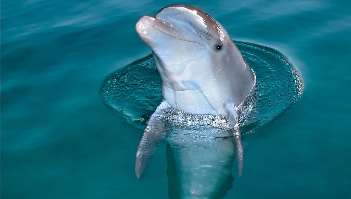 Alasan Mengapa Anda Harus Sangat Menghindari Daging Dolphin