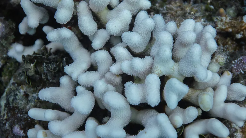 Coral bleaching on Acropora corals from Florida’s Coral Reef
