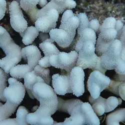 Coral bleaching on Acropora corals from Florida’s Coral Reef
