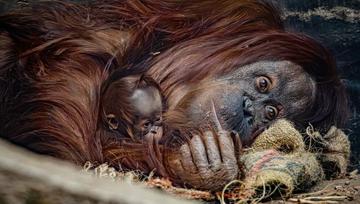Orangutan Borneo yang Lucu tapi Terancam Punah Lahir di Konservasi Orangutan Borneo yang Lucu tapi Terancam Punah Lahir di Konservasi