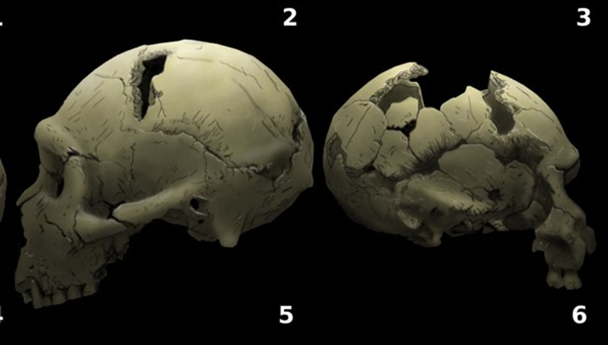 Wajah Anak Spesies Homo Awal: Fosil Muka Bayi Berusia 2 Juta Tahun