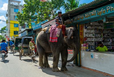 A man rides a captive Elephant through a market area in Ishwardi, Bangladesh.
