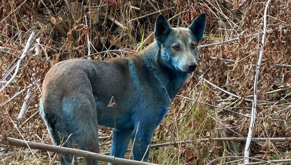 Anjing Biru Ditemukan di Zona Eksklusi Chernobyl: Apa yang Terjadi?