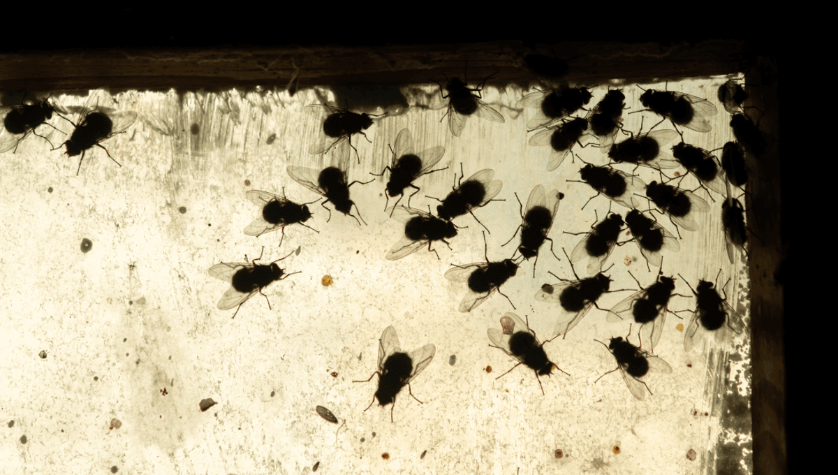 Aroma Kematian: Ikan Busuk, Telur, dan Bawang Putih Busuk Menurut Ahli