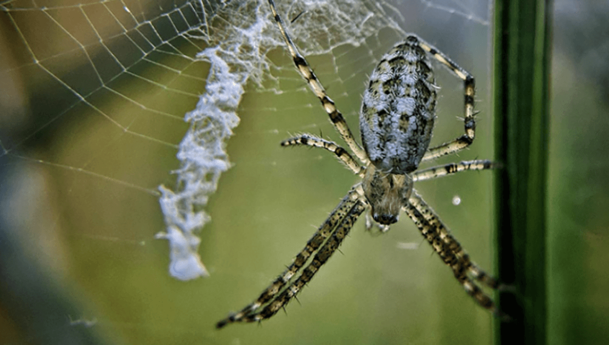 What Are Those Zigzags You See In Spiders’ Webs? Study Finds They Could Be A Kind Of Alarm System What Are Those Zigzags You See In Spiders’ Webs? Study Finds They Could Be A Kind Of Alarm System