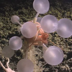 A pinkish thing, with lots of spheres attached to its body and also red arms.