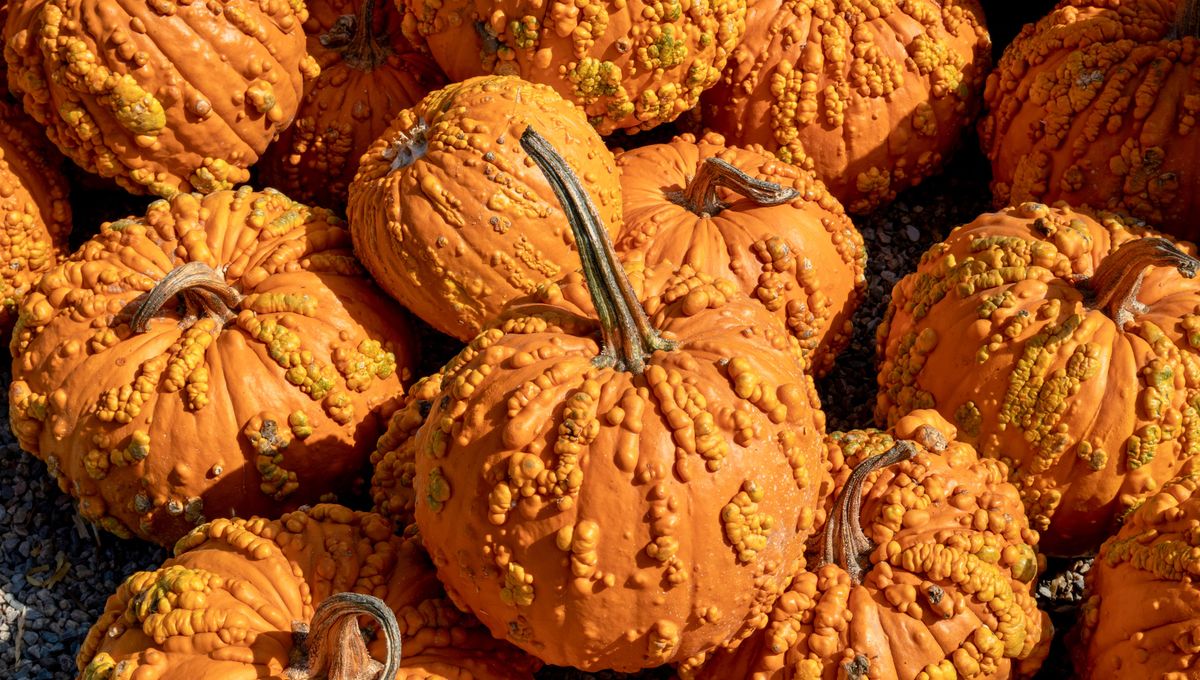 Labuh Mengandung Zat Beracun – Ini Penyebabnya yang Kini Terungkap