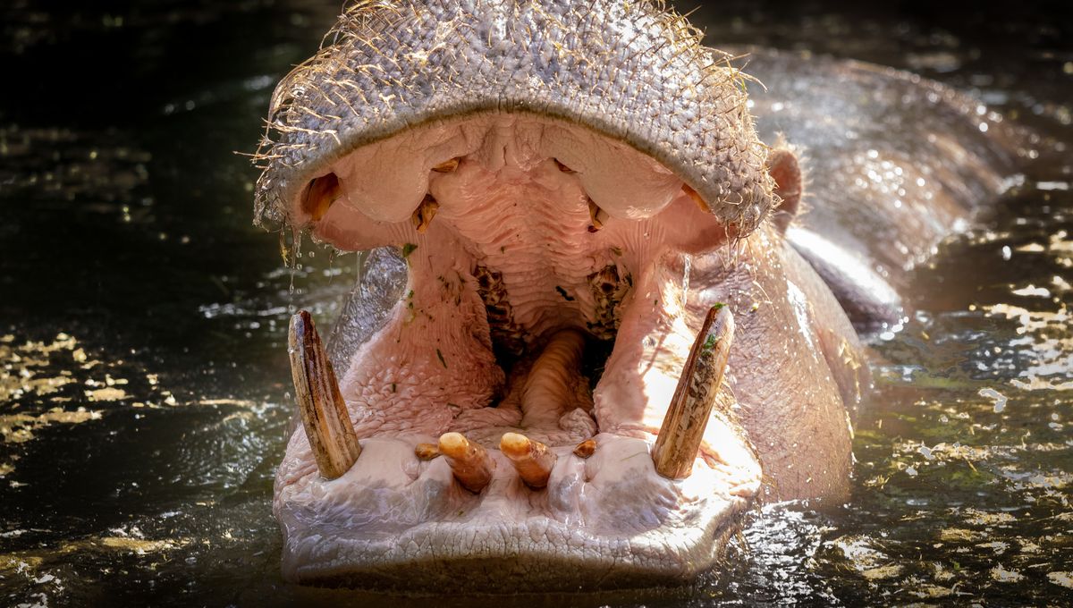 Cara Hiu Mengjaga Kebersihan Gigi Mereka dengan Baik dan Benar