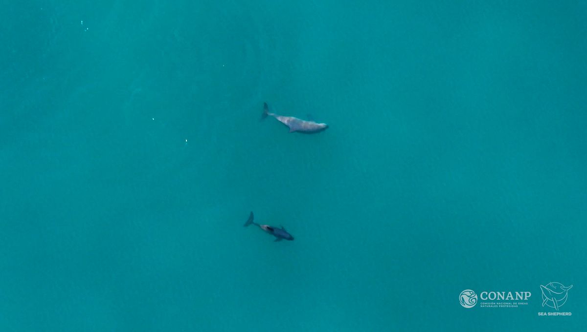 Tonton: Mamalia Laut Terlangka Terlihat Bersama Anaknya, Harapan Muncul