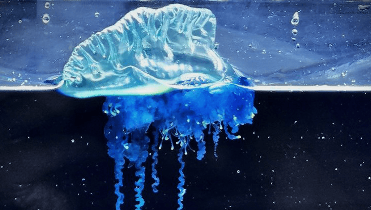 New Portuguese Man O’ War Species Discovered In Japan Named After Legendary Samurai