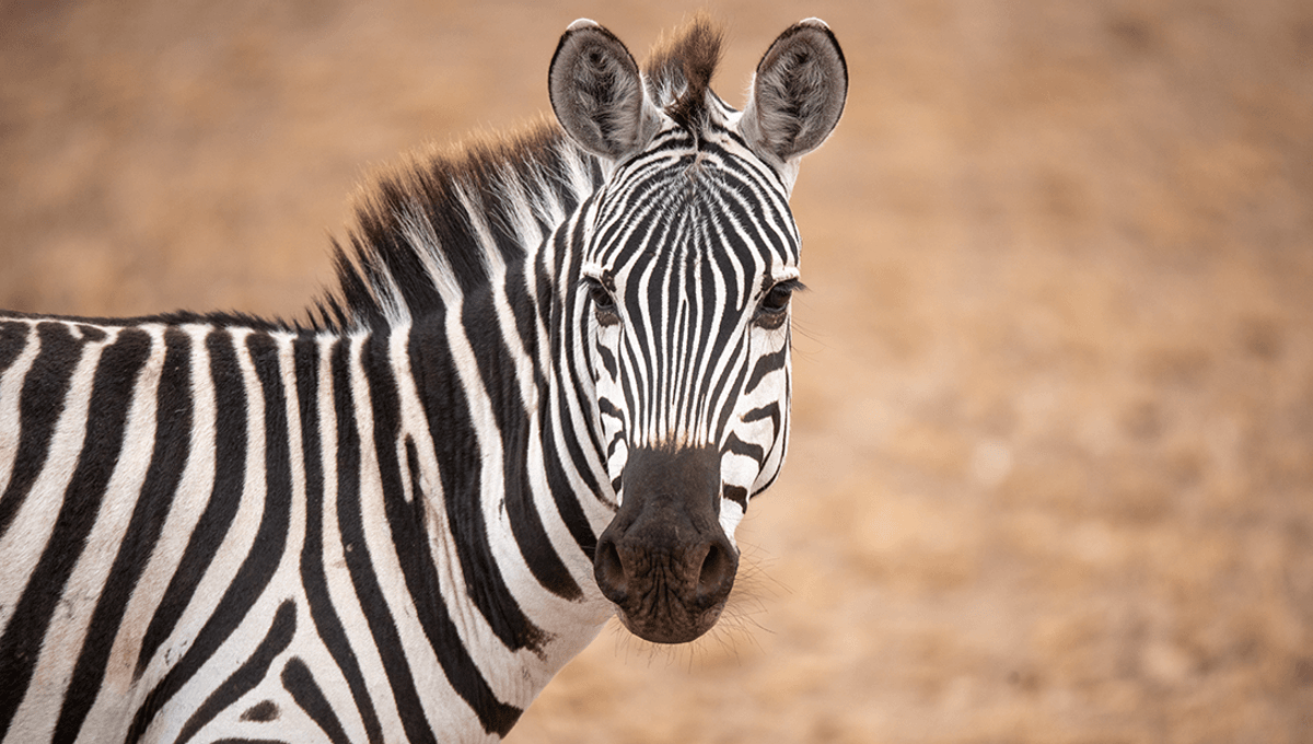Mengapa Kita Tidak Menunggangi Zebra?