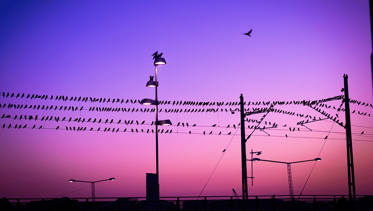 Mengapa Burung Tidak Mati Saat Bertengger di Jala Listrik?