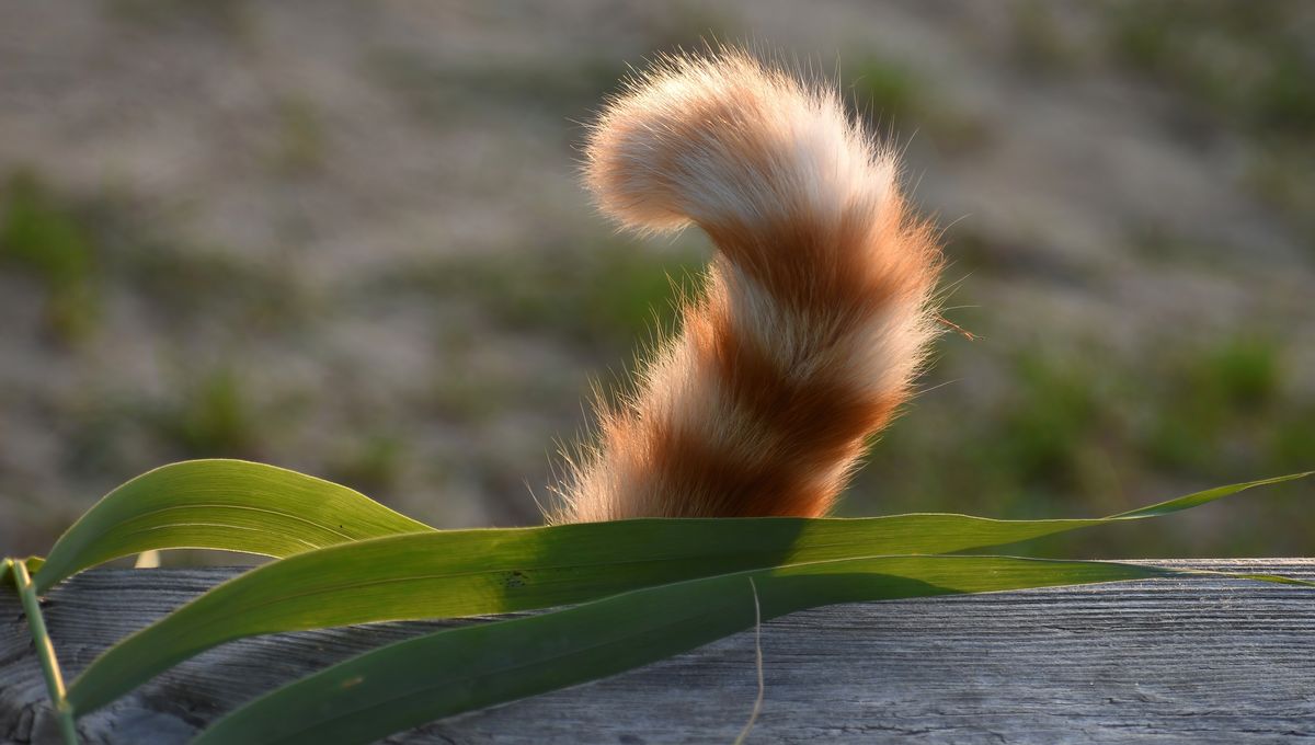 Mengapa Manusia Tidak Memiliki Ekor Seperti Hewan?